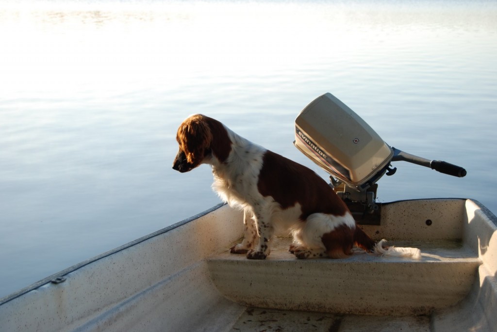 Hund-i-båt-med-snurra